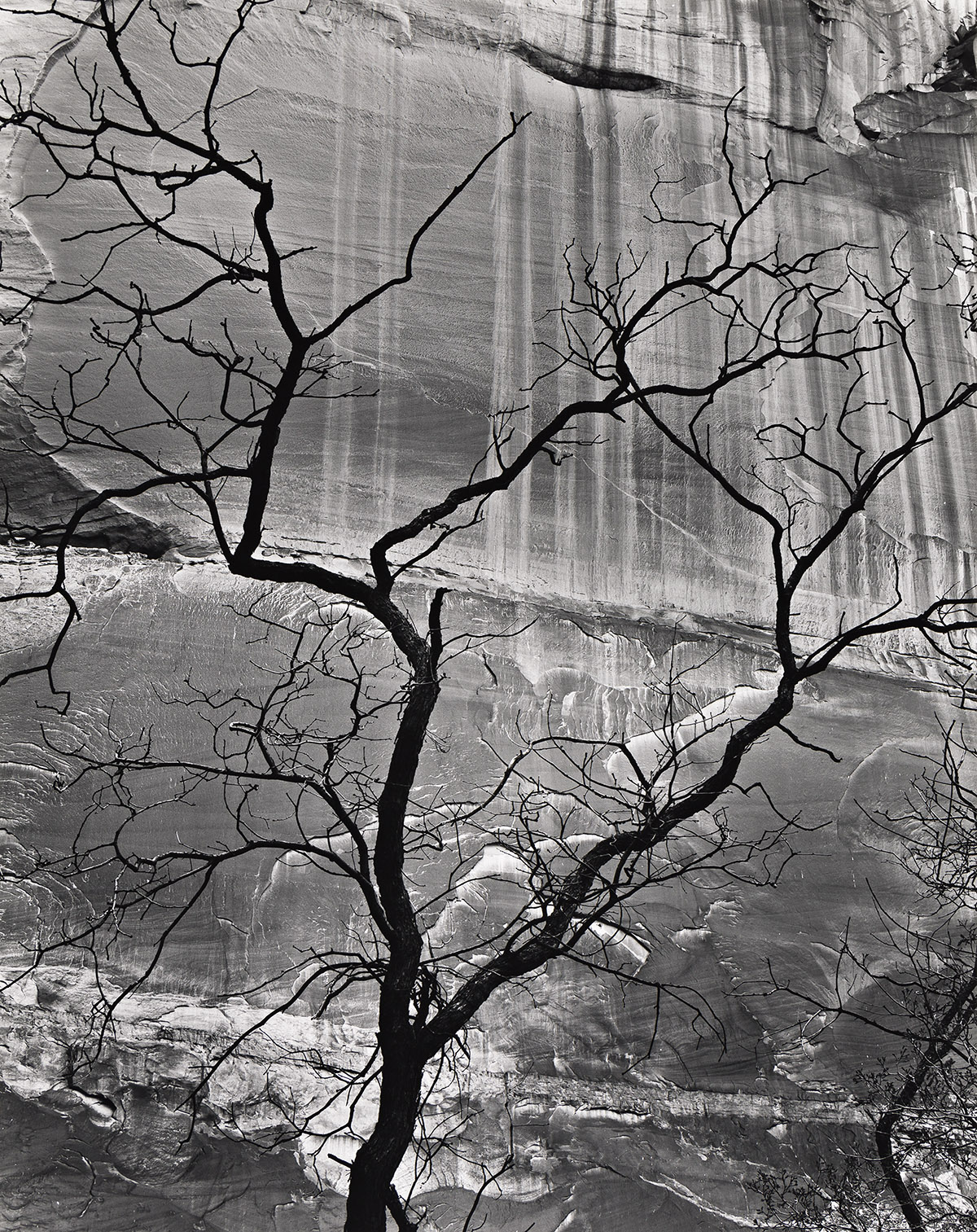 BRETT WESTON (1911-1993) Tree and Rock Wall, Glen Canyon.